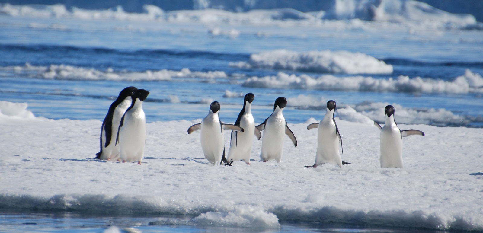 Voyage en antarctique