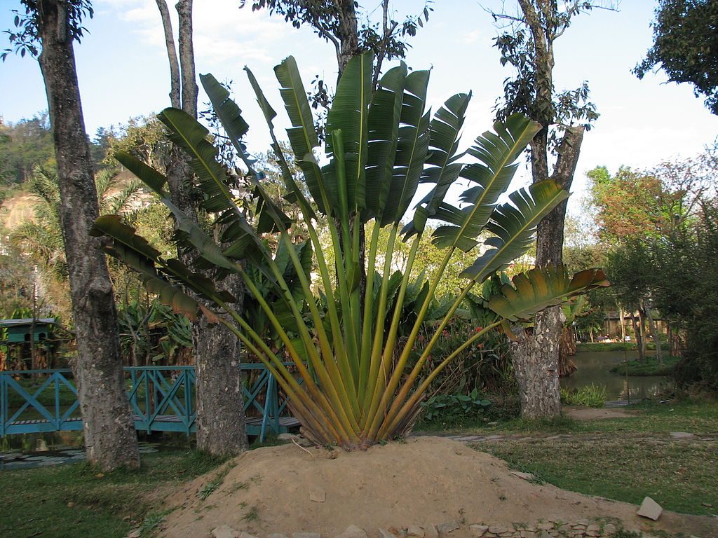 ravinala madagascar