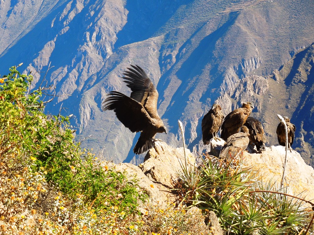 perou-canion-colca