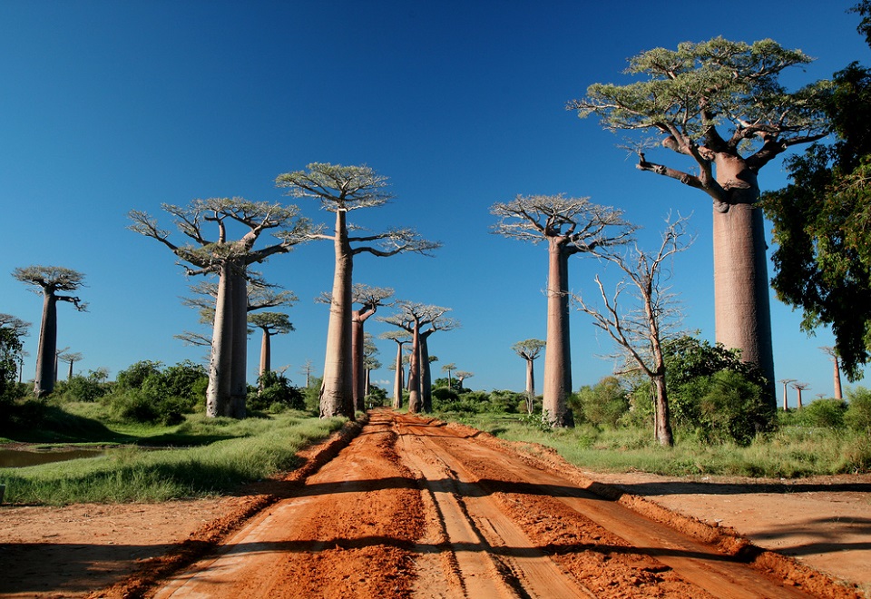 mada-allee-baobab-03