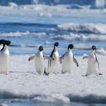 Voyage en antarctique